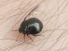 Coptosoma scutellatum